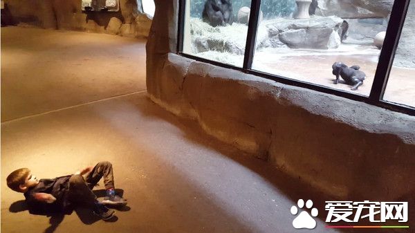 男童隔着玻璃大秀舞技 视要与猩猩一决高下