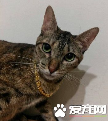 每晚都感觉有一双眼睛在盯着 最后发现是自家猫咪