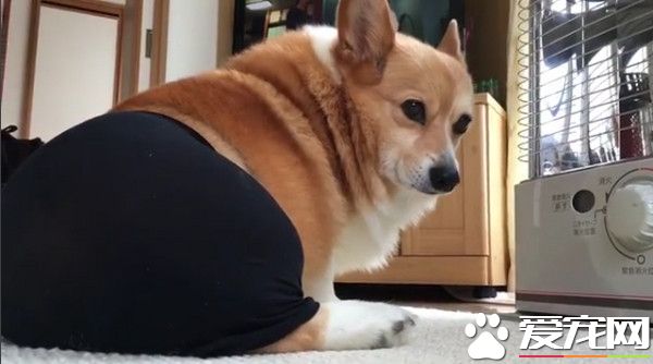 黑丝袜下的谜样翘臀 竟是柯基的屁股假扮的