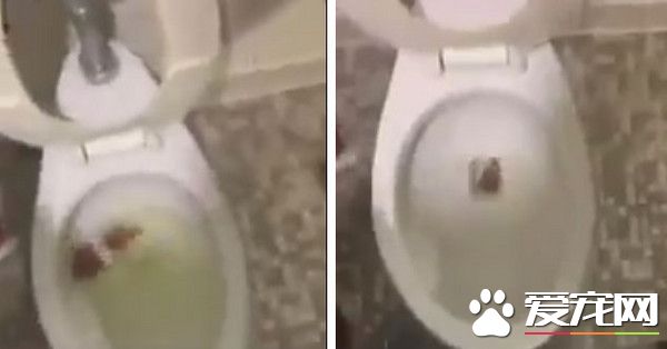 报复女友圣诞节出轨 男子将她送的仓鼠丢马桶冲掉