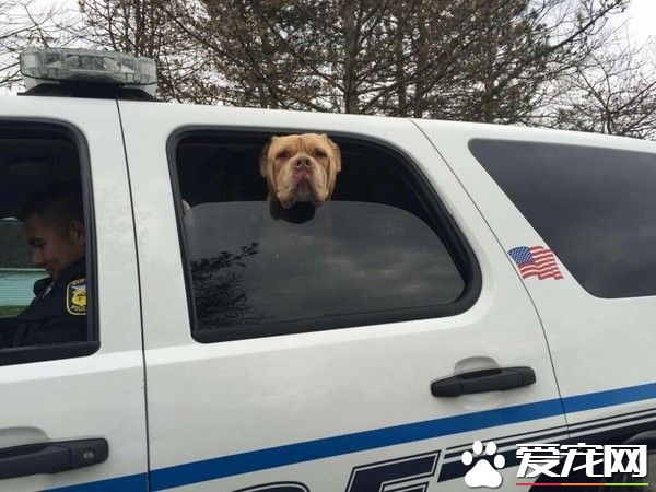 全镇快7000人都不养它 警察不舍狗狗流浪主动收编