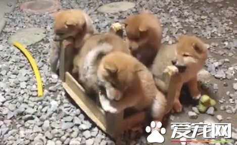 5只柴犬宝宝分工狂啃 椅脚从正方形被咬成圆形