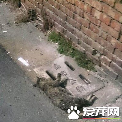 训练有素狗狗狩猎猫咪 2落单街猫遭撕咬狂甩