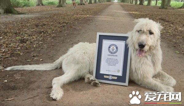 爱尔兰猎狼犬尾巴长76.8公分 荣登世界最长纪录