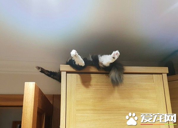 猫咪不见了 心急翻遍整个家竟在衣柜上面睡觉