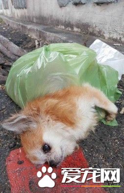 吉娃娃当垃圾被弃树下 急取肚里3死胎救命