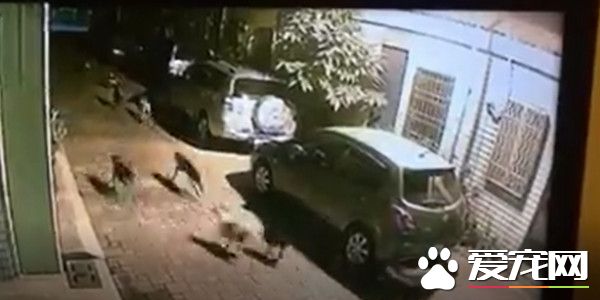 训练有素狗狗狩猎猫咪 2落单街猫遭撕咬狂甩