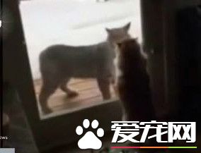 不速之客山猫入侵民宅 家猫低吼威吓劝退山猫