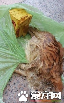 吉娃娃当垃圾被弃树下 急取肚里3死胎救命