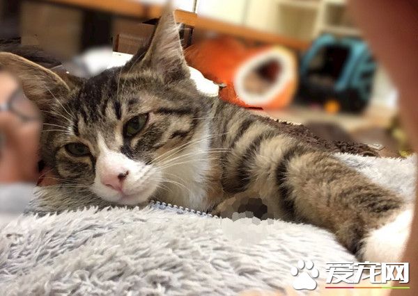 虎斑猫紧盯光速逗猫棒 点头挥手只剩残影