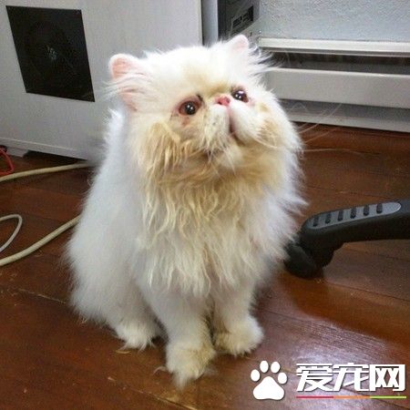 毛色泛黄眼睛被黏住 波斯猫终于等到被领养