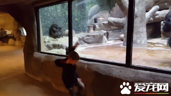 男童隔着玻璃大秀舞技 视要与猩猩一决高下