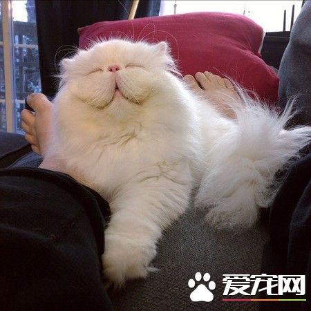 毛色泛黄眼睛被黏住 波斯猫终于等到被领养