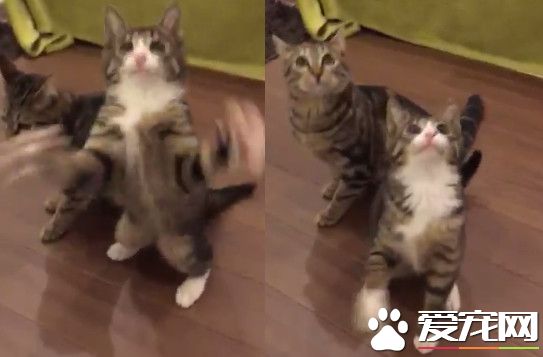虎斑猫紧盯光速逗猫棒 点头挥手只剩残影