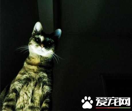 每晚都感觉有一双眼睛在盯着 最后发现是自家猫咪