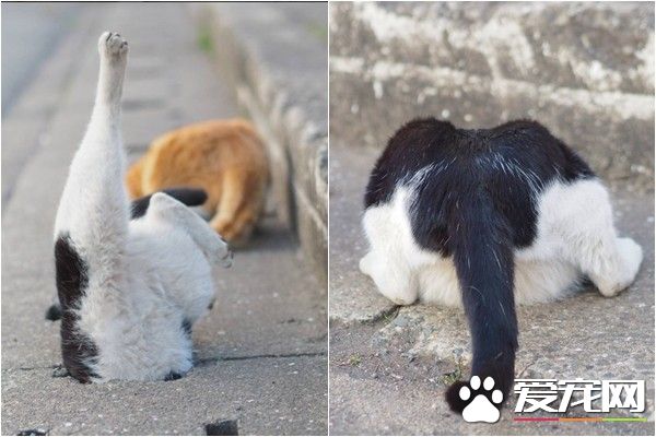 猫咪看见神秘洞口就要钻 再胖也一定要挤进去