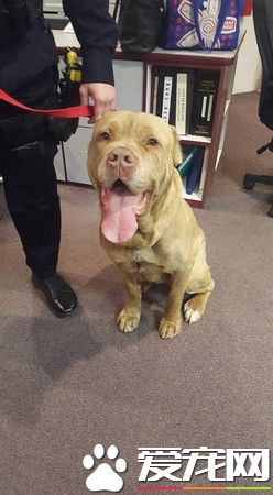 全镇快7000人都不养它 警察不舍狗狗流浪主动收编