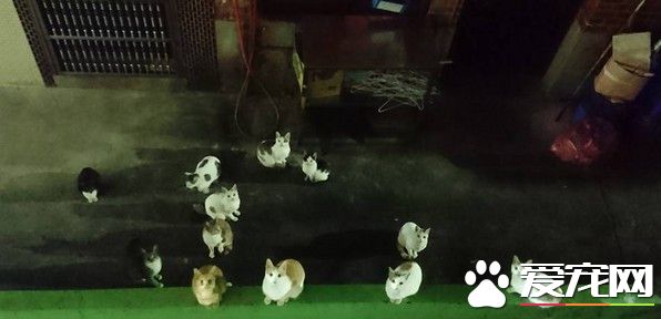 一听到窗户打开的声音 所有猫咪一秒群聚狂喵讨食