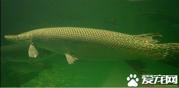 日本高中生钓到1.5公尺鳄雀鳝 原生地在北美