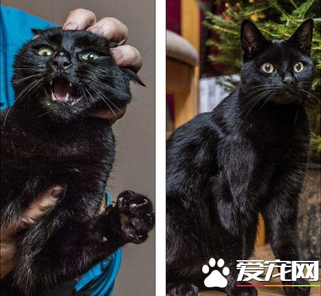 令人闻风丧胆的恶魔猫 连黄金猎犬都怕它