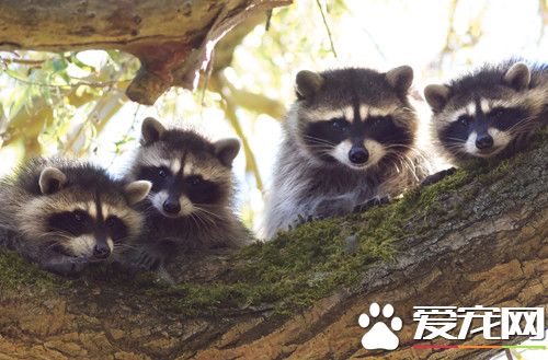 浣熊暴力讨食 大量鬼手不停冒出超吓人