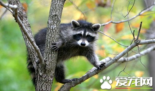 浣熊暴力讨食 大量鬼手不停冒出超吓人