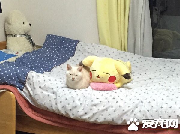 日本猫咪撞脸皮卡丘抱枕 睡姿表情神同步