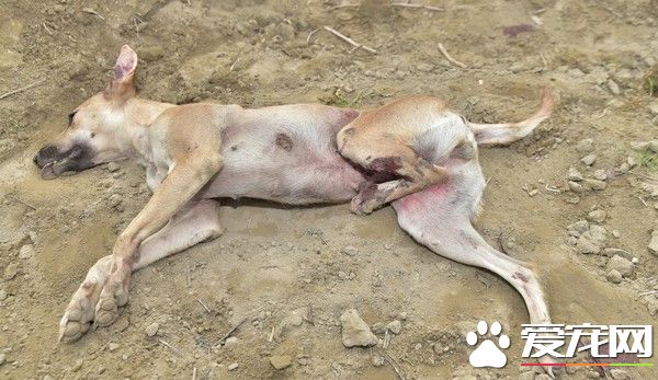 满身是血等待救援 米克斯遭汽车撞击卷底盘