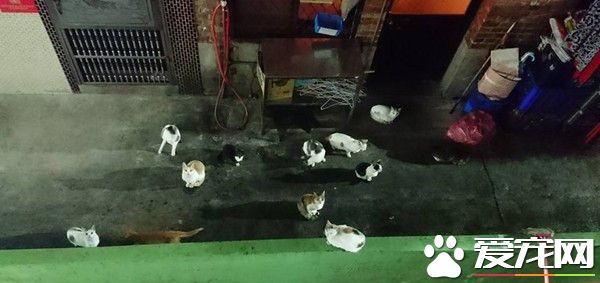 一听到窗户打开的声音 所有猫咪一秒群聚狂喵讨食