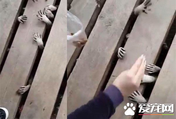 浣熊暴力讨食 大量鬼手不停冒出超吓人
