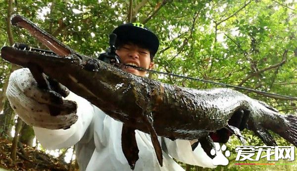 日本高中生钓到1.5公尺鳄雀鳝 原生地在北美