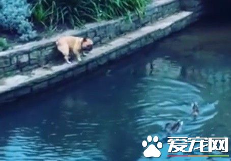 看见鸭子掉水里 法斗狂奔救援变落汤鸡