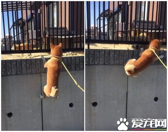 柴犬热情攀墙拜年 狗友被吓到冲过来怒吼