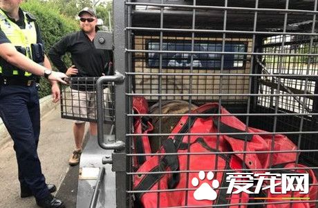 睡醒看到海豹趴在自己车上 车主以为在做梦