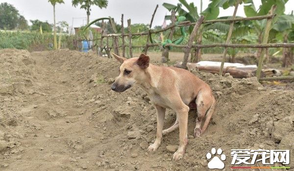 满身是血等待救援 米克斯遭汽车撞击卷底盘