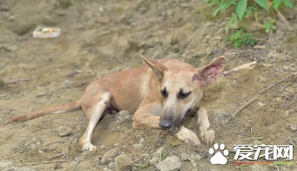 满身是血等待救援 米克斯遭汽车撞击卷底盘
