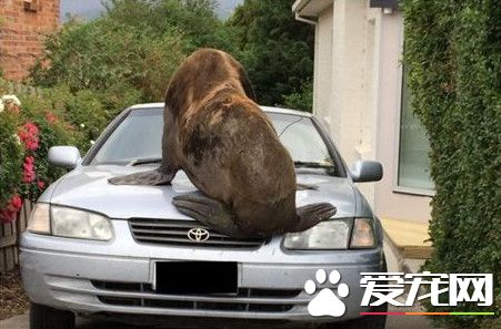 睡醒看到海豹趴在自己车上 车主以为在做梦