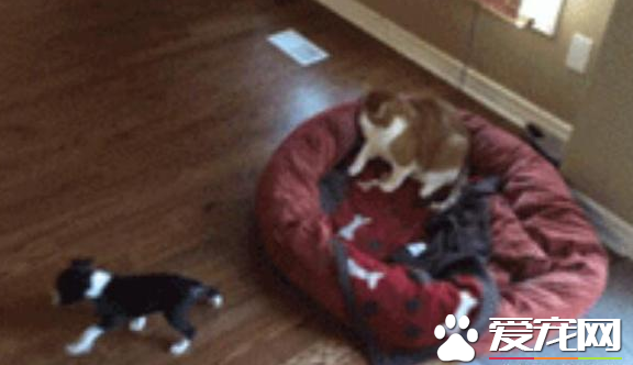 被猫咪欺负了该怎么办 狗宝宝立马喊家长来撑腰
