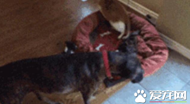 被猫咪欺负了该怎么办 狗宝宝立马喊家长来撑腰
