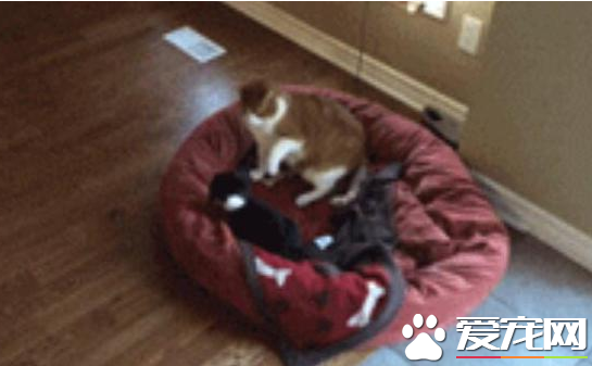 被猫咪欺负了该怎么办 狗宝宝立马喊家长来撑腰