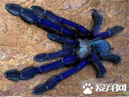 宠物蜘蛛有没有毒 大多数蜘蛛都具有一定的毒性