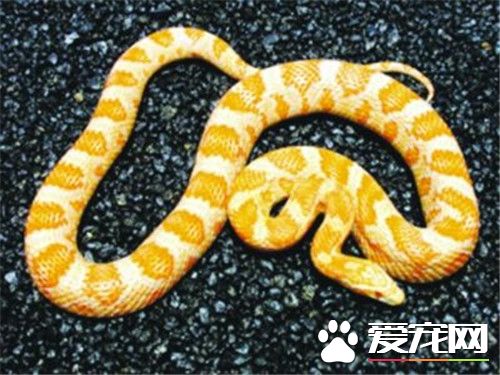 最贵的宠物蛇 莽山烙铁头蛇全球仅有500条