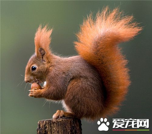 欧洲红松鼠多少钱 价格一般在400元左右