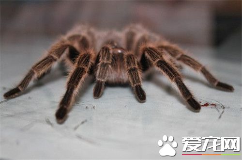 宠物蜘蛛多少钱 品种不一样价格也会不同