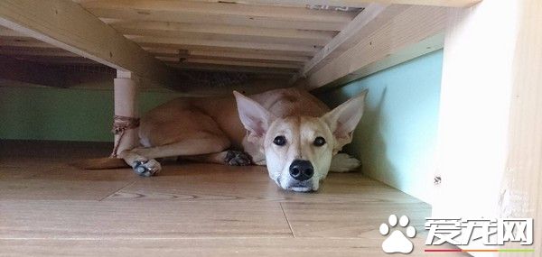 要去散步听到走 米克斯吓的直奔床底下不肯走