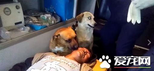 主人摔伤送医 忠犬心急紧跟随关切模样如亲人