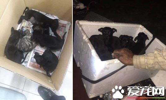 5只小黑狗遭双脚狂甩还乱打 老翁瞎扯训练小狗