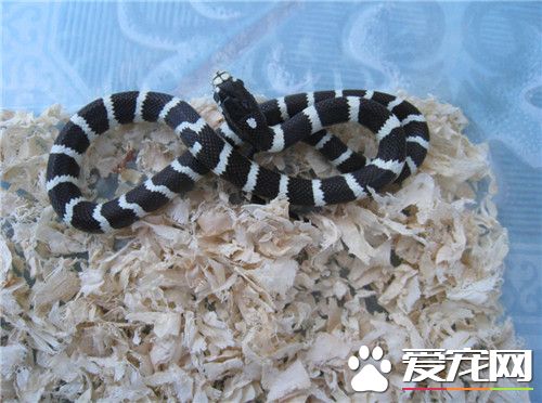 最受欢迎的宠物蛇 加州红边袜带蛇最受人们的喜欢