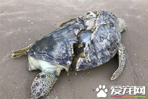 惨不忍睹 海龟身体被剖成两半惨死海滩上