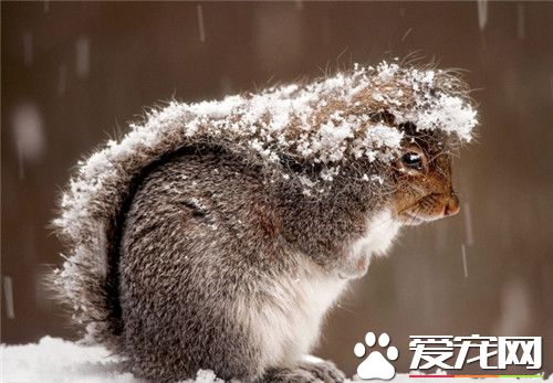 雪地松鼠多少钱一只 价格一般在100到300元不等